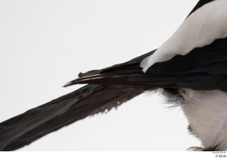 Common magpie Pica pica tail 0001.jpg